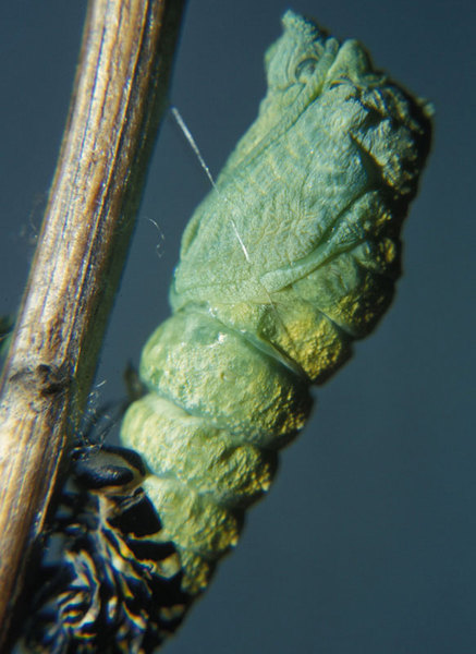 Papilio polyxenes