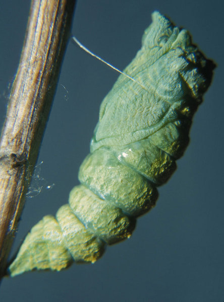 Papilio polyxenes