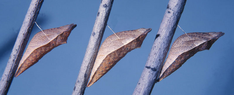 Papilio troilus