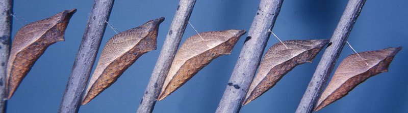 Papilio troilus