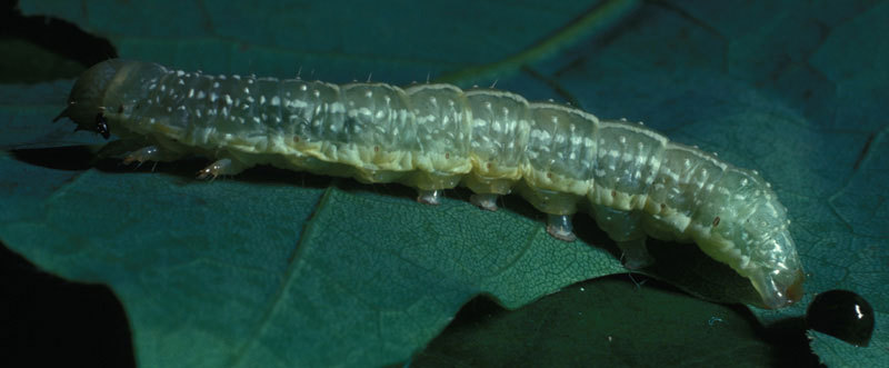 0253greenfruitworm-1