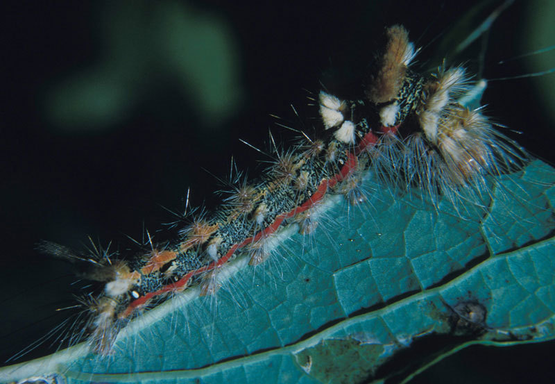 Acronicta