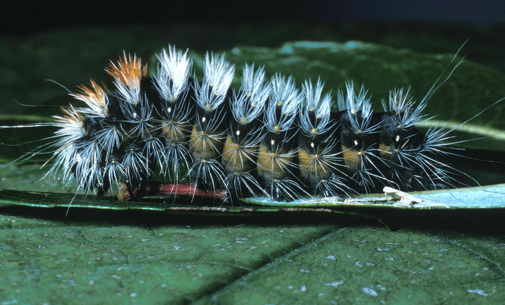 Acronicta