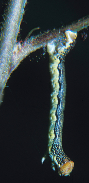 Ecdysozoa