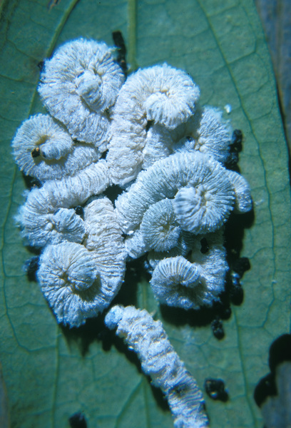 Ecdysozoa