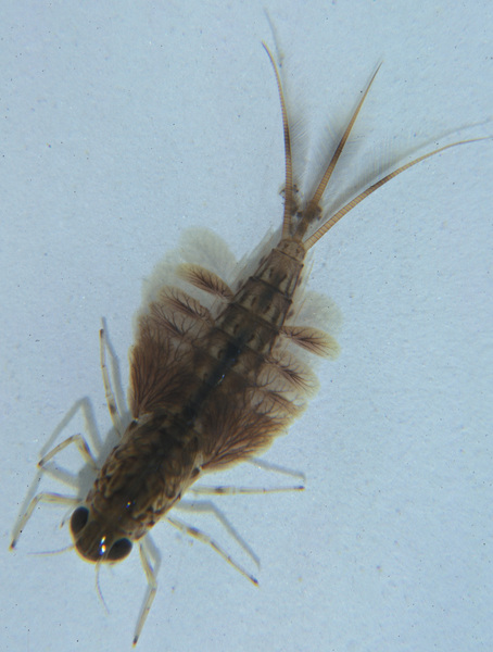 Ephemeroptera