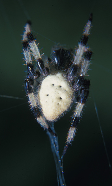 Araneus