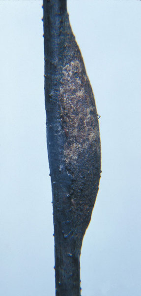 Cerura scitiscripta