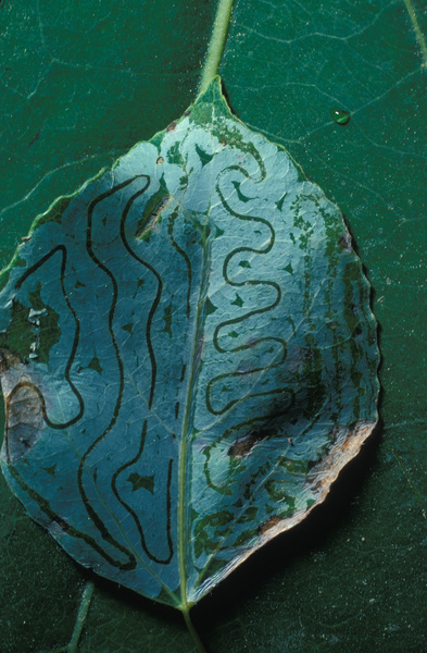 Eumetazoa