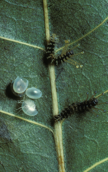 Citheronia regalis