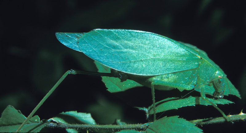 Tettigonioidea