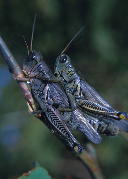 Orthoptera