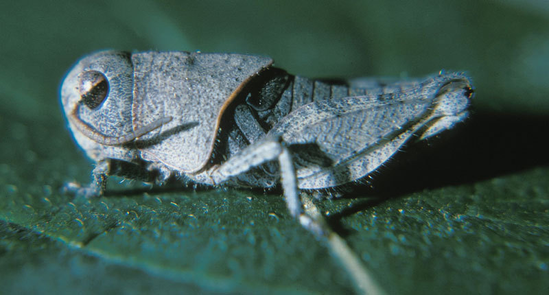 Acrididae