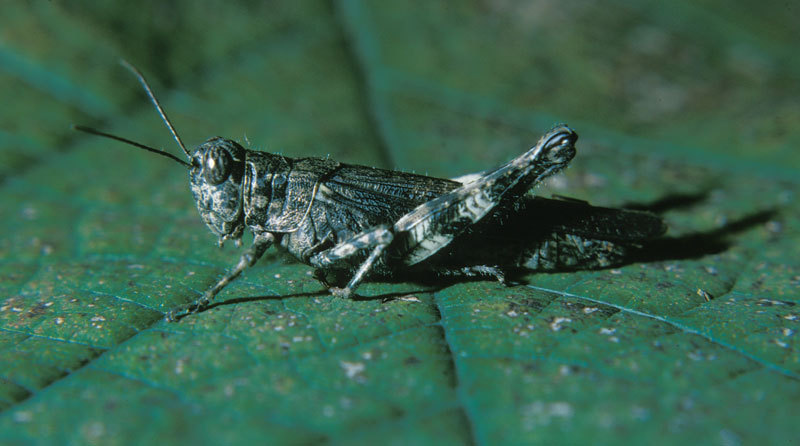 Acrididae