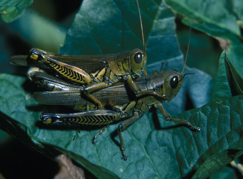 Orthoptera