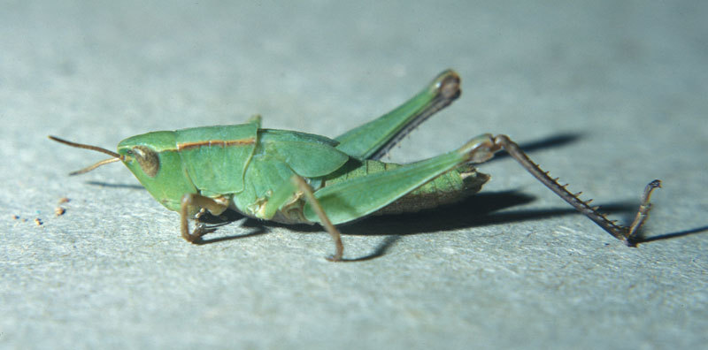 Orthoptera