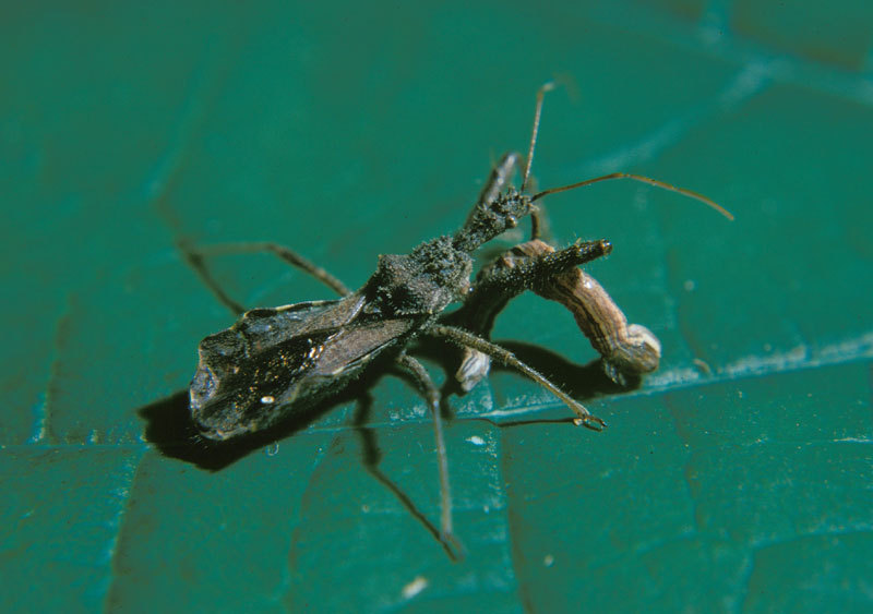 Hemiptera