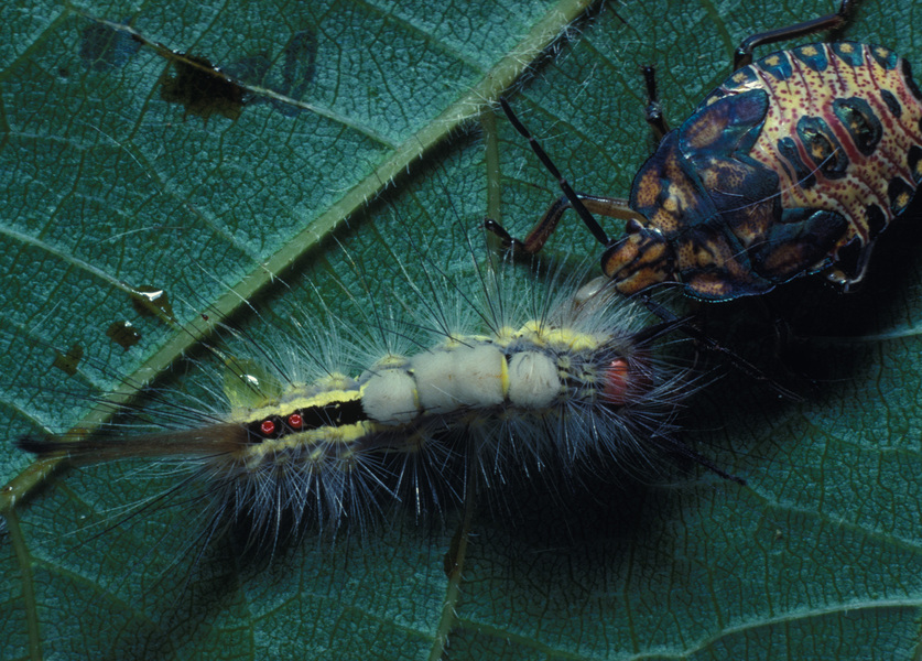 Orgyia leucostigma