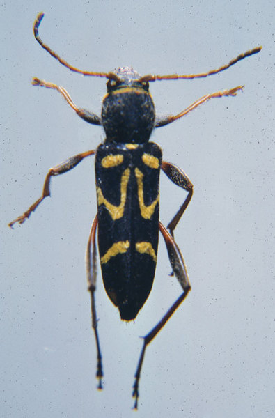 Clytus ruricola