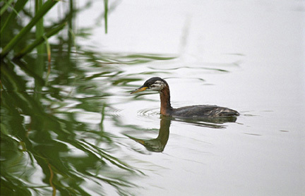 Podiceps grisegena