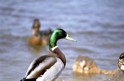 Anseriformes