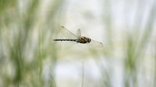 southernhawker