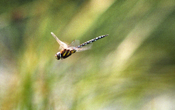 southernhawker2