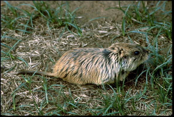 Rodentia