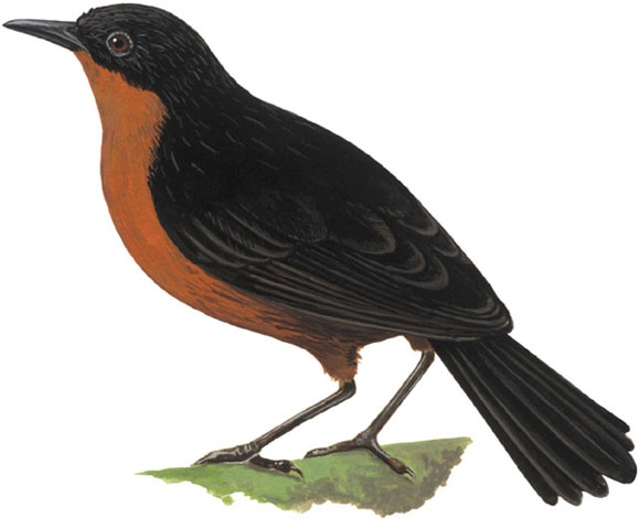 Crateroscelis_nigrorufa