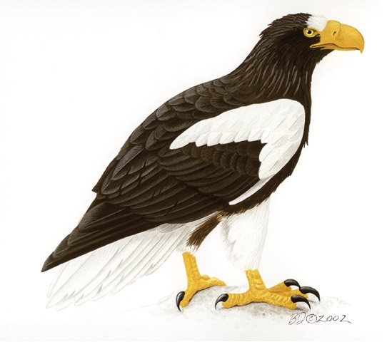 Haliaeetus