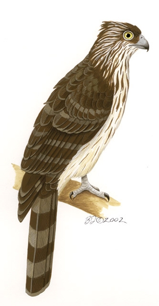 Falconiformes