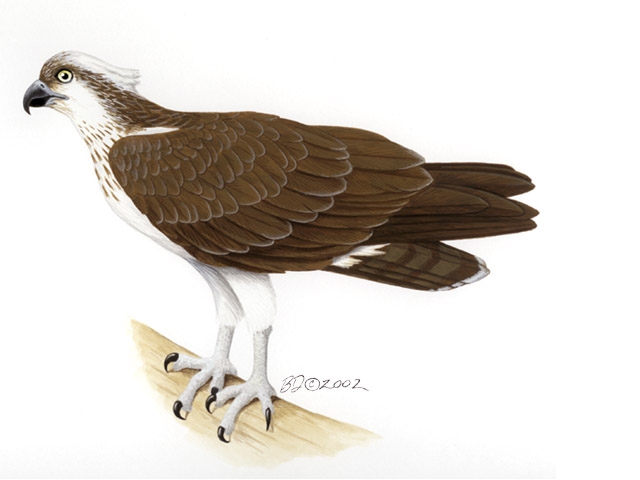 Pandion_haliaetus