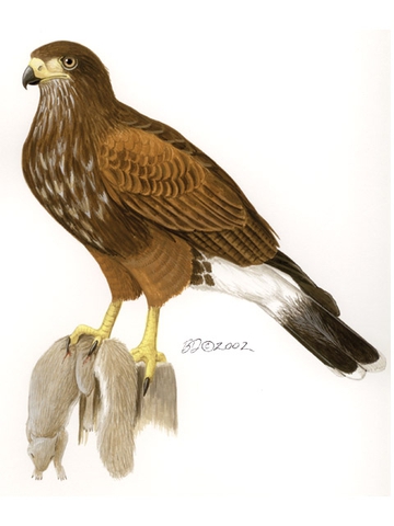 ADW Parabuteo unicinctus INFORMATION