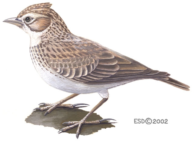 Alaudidae