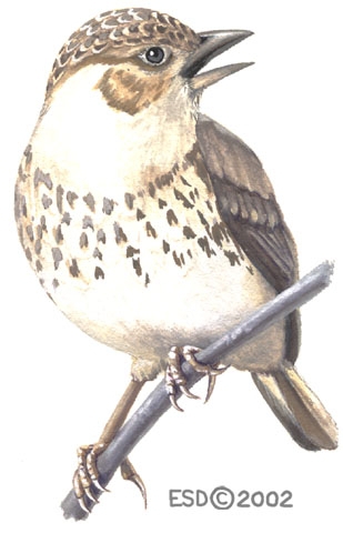 Alaudidae