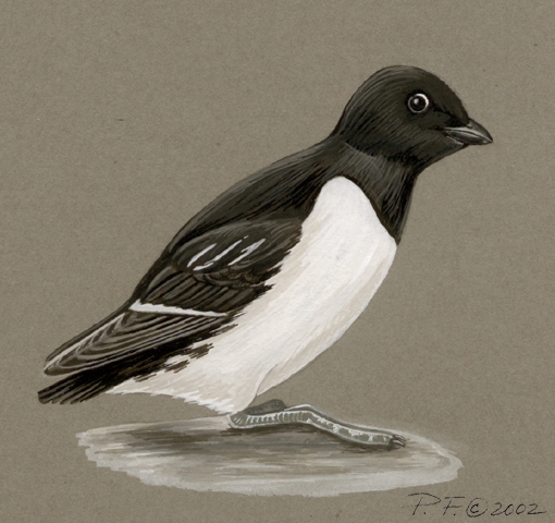 Charadriiformes