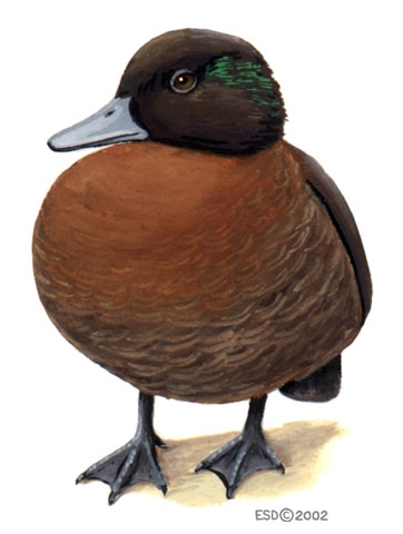 Anatidae