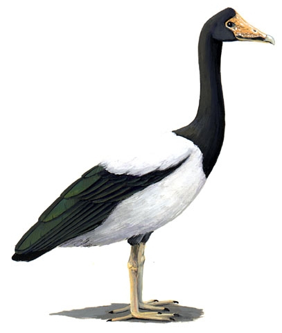 Anseranatidae