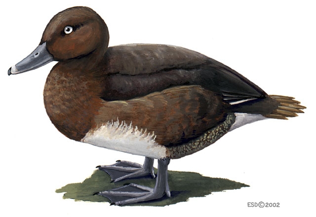 Anatidae