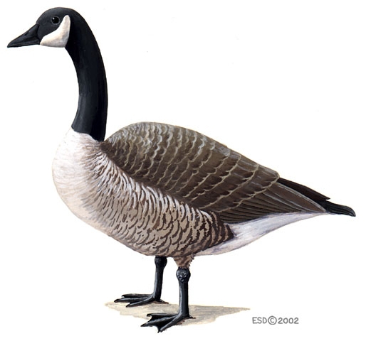 Branta