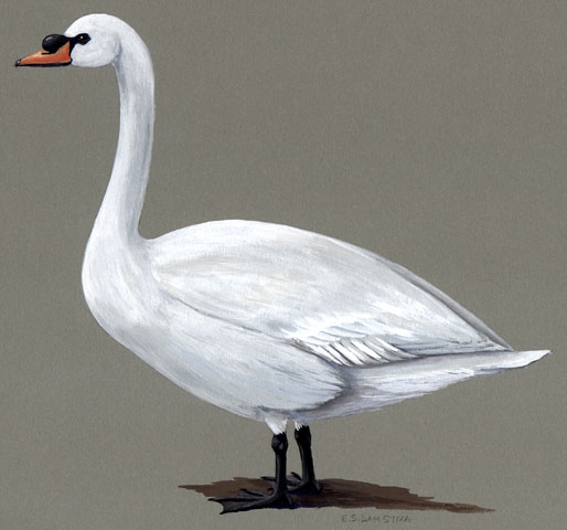 Anatidae