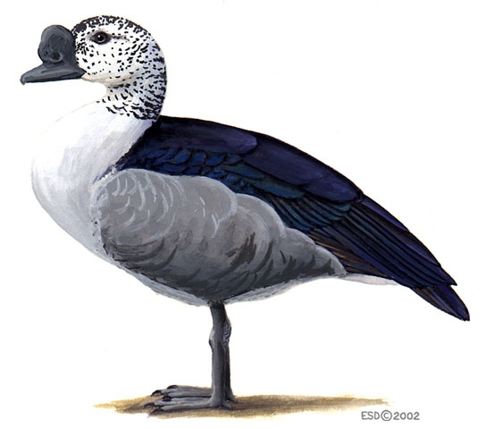 Sarkidiornis_melanotis_male