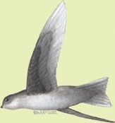 Aerodramus fuciphagus