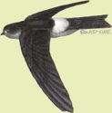 Aerodramus_spodipygius