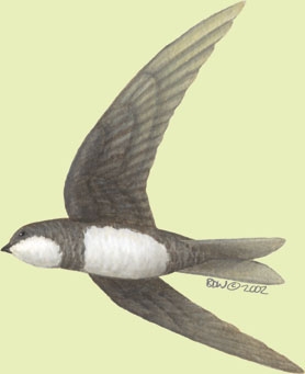 Deuterostomia