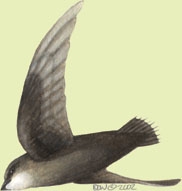 Sarcopterygii