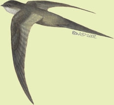 Cypsiurus parvus