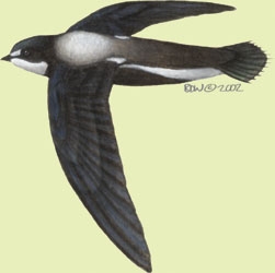 Sarcopterygii