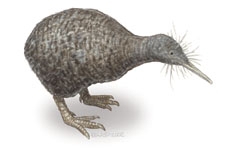 Paleognathae