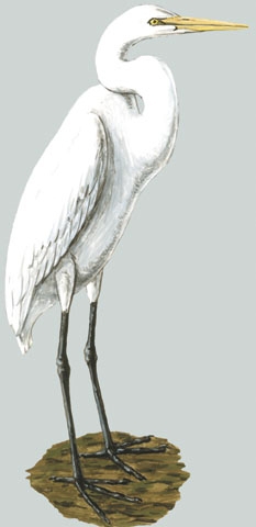 Ardea_alba